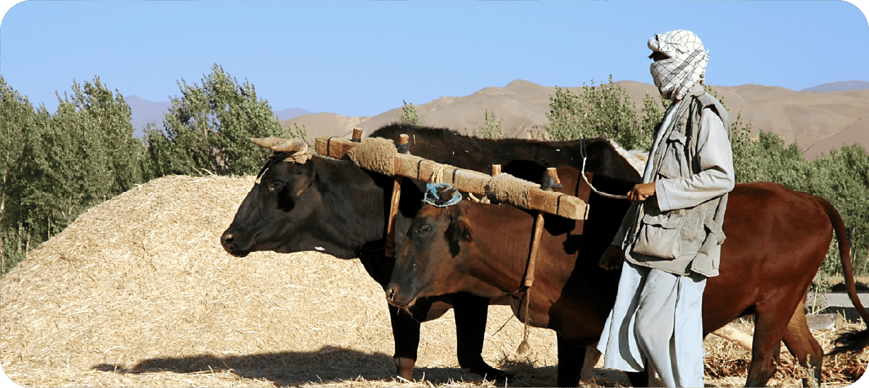 Livelihoods and Economic Resilience