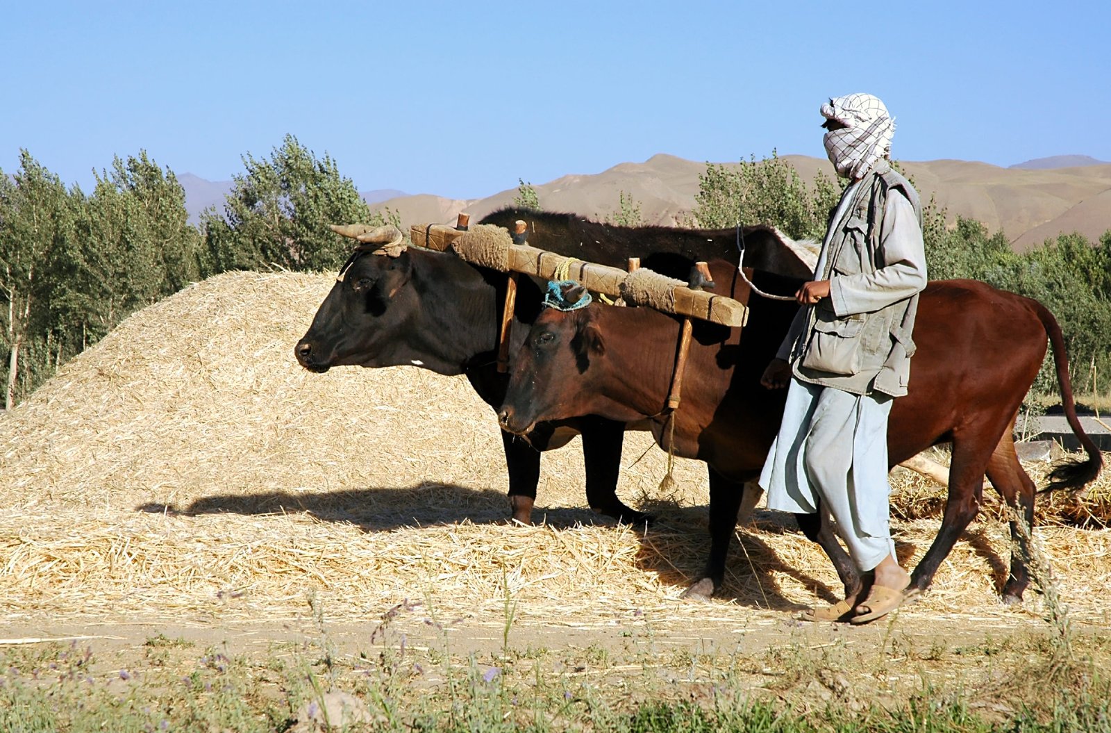 What We Do - Livelihoods_and_Economic_Resilience